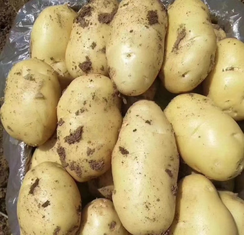 云南精品黄心土豆产地直供量大从优质量保证供全国商超市场