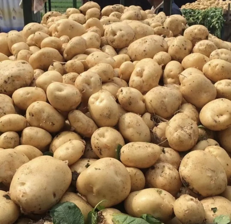 云南精品黄心土豆产地直供量大从优质量保证供全国商超市场