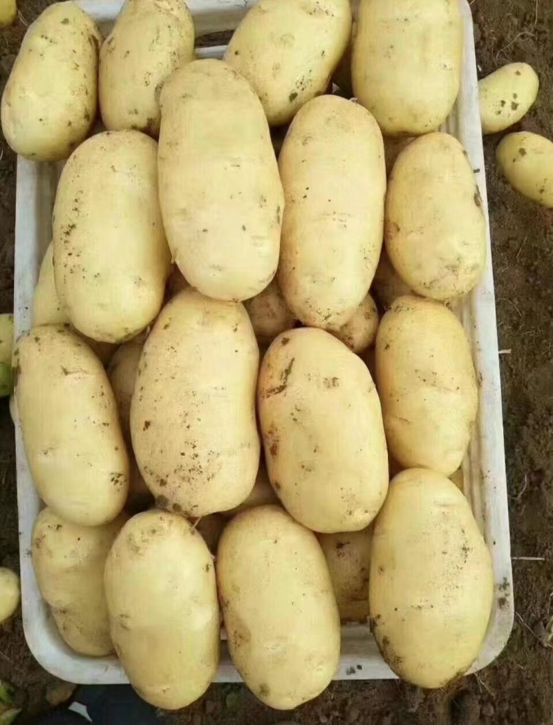云南精品黄心土豆产地直供量大从优质量保证供全国商超市场