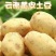 云南精品黄心土豆产地直供量大从优质量保证供全国商超市场