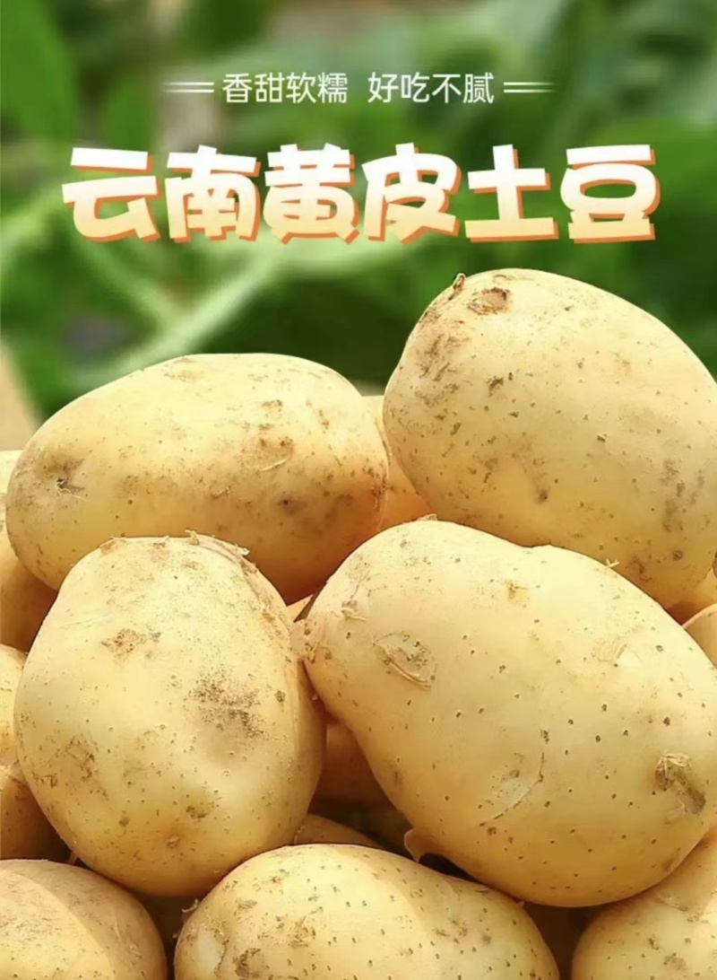 云南精品黄心土豆产地直供量大从优质量保证供全国商超市场