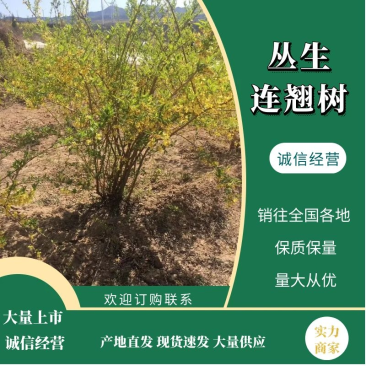 连翘树丛生连翘树，高效药用连翘，产量高，收益高实力推荐