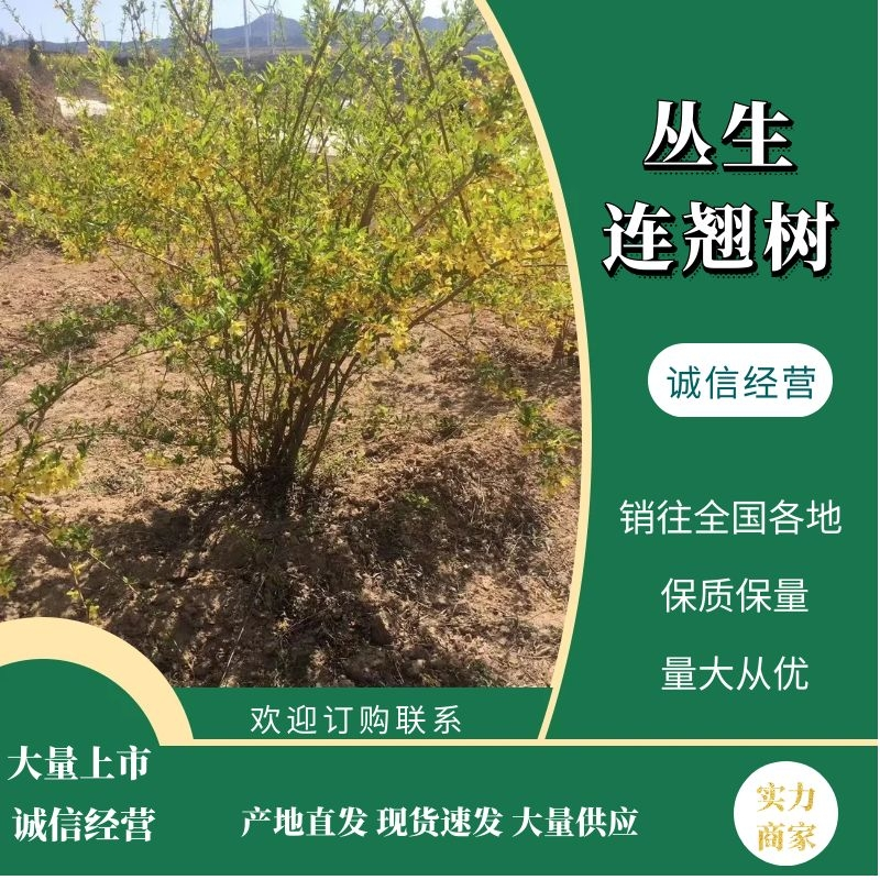 连翘树丛生连翘树，高效药用连翘，产量高，收益高实力推荐