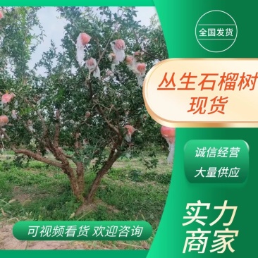 【实力推荐】石榴树丛生石榴树，果实个大，果籽，树形优美