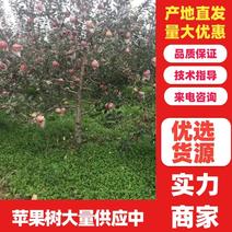 【实力推荐】苹果树8-25公分，规格齐全，量大优惠