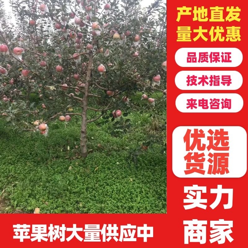 【实力推荐】苹果树8-25公分，规格齐全，量大优惠