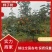 【实力推荐】柿子树5-30公分的规格齐全，量大从优～