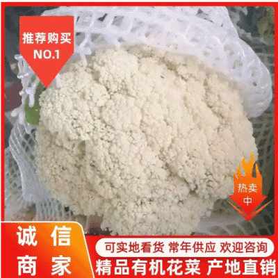 【实力商家】菜花精品松花菜长期供应市场商超电商