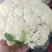 【实力商家】菜花精品松花菜长期供应市场商超电商