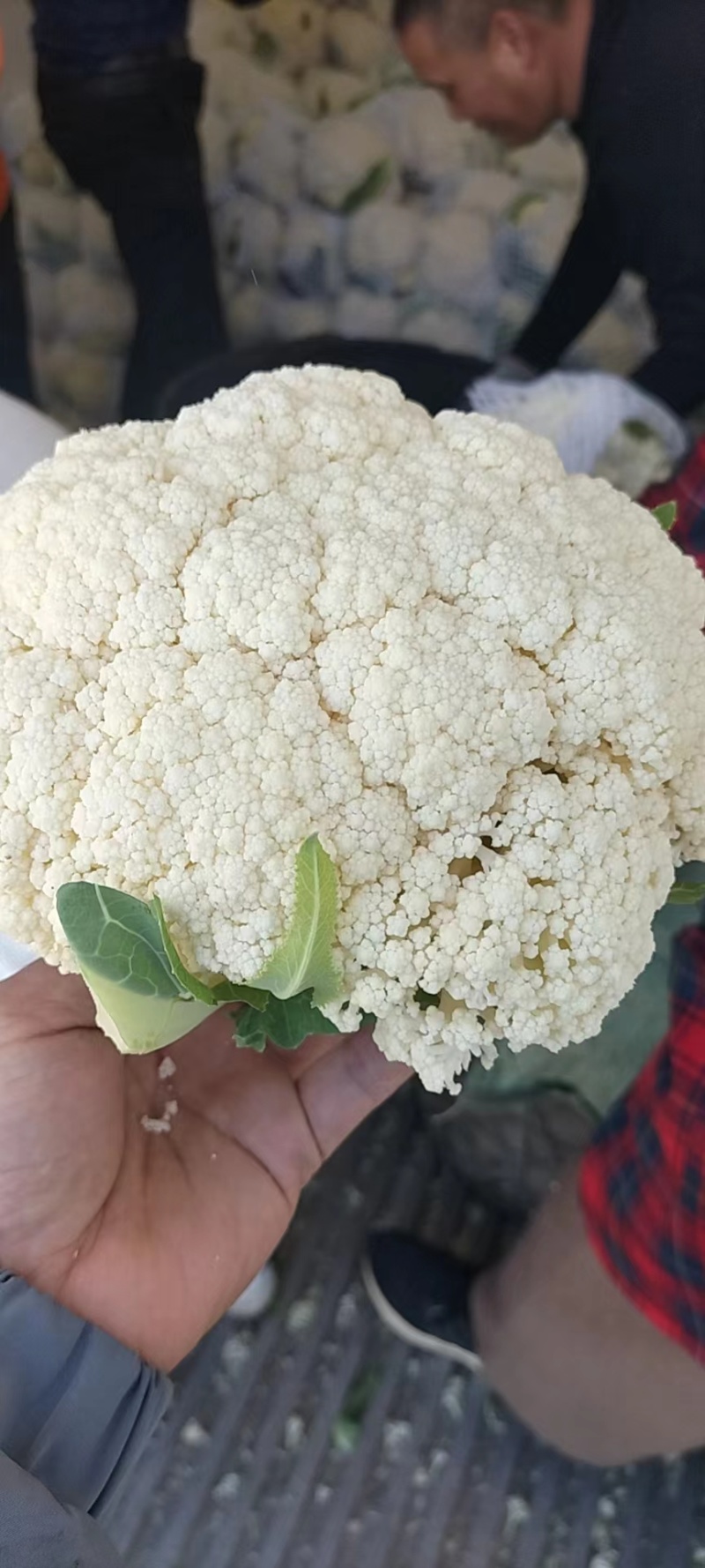 【实力商家】菜花精品松花菜长期供应市场商超电商