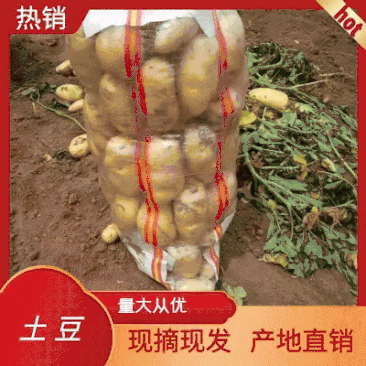 【土豆】精品黄心土豆荷兰十五黄皮黄心，量大