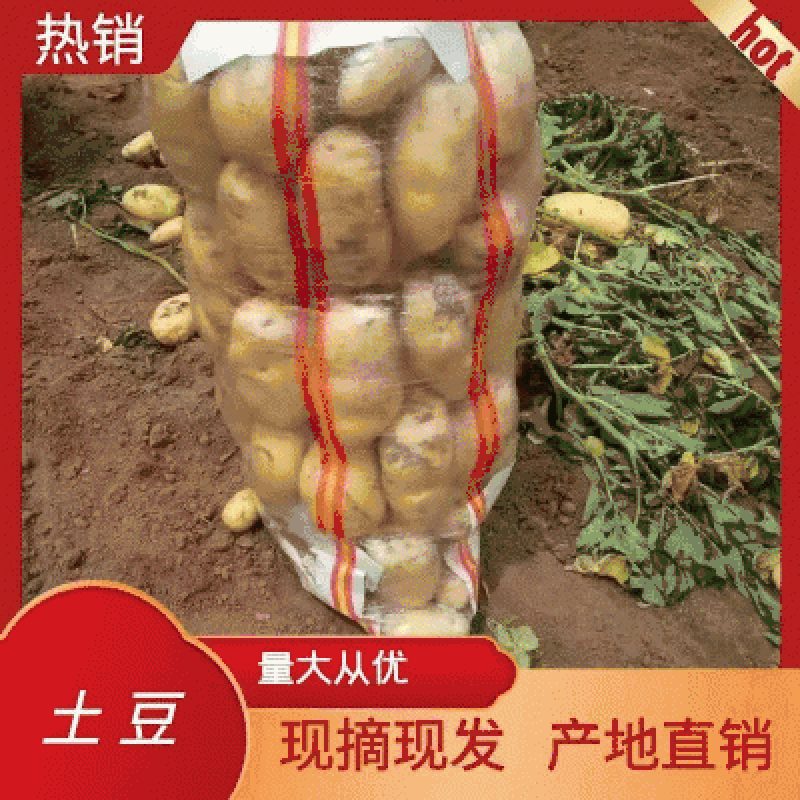 【土豆】精品黄心土豆荷兰十五黄皮黄心，量大