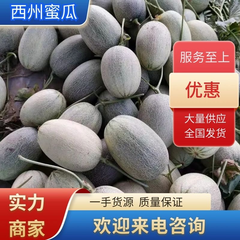 【精品】西州蜜25晓蜜山东产地供应一手货源视频看货