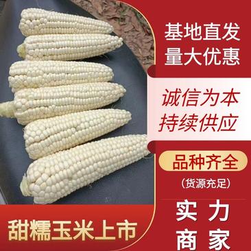 糯玉米花玉米广东徐闻甜糯玉米大量上市货源充足来电
