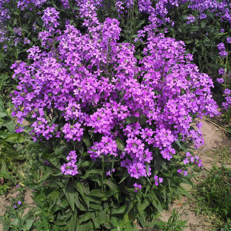 蓝香芥种子多季开花易种活的室内阳台绿植盆栽庭院花卉种子花
