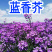 蓝香芥种子多季开花易种活的室内阳台绿植盆栽庭院花卉种子花