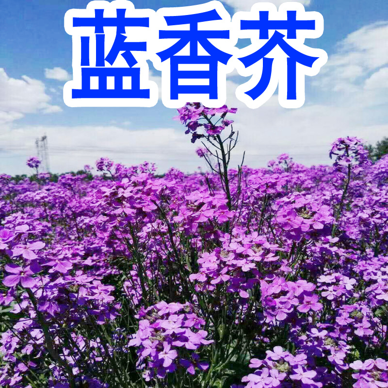 蓝香芥种子多季开花易种活的室内阳台绿植盆栽庭院花卉种子花
