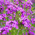蓝香芥种子多季开花易种活的室内阳台绿植盆栽庭院花卉种子花