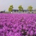 蓝香芥种子多季开花易种活的室内阳台绿植盆栽庭院花卉种子花