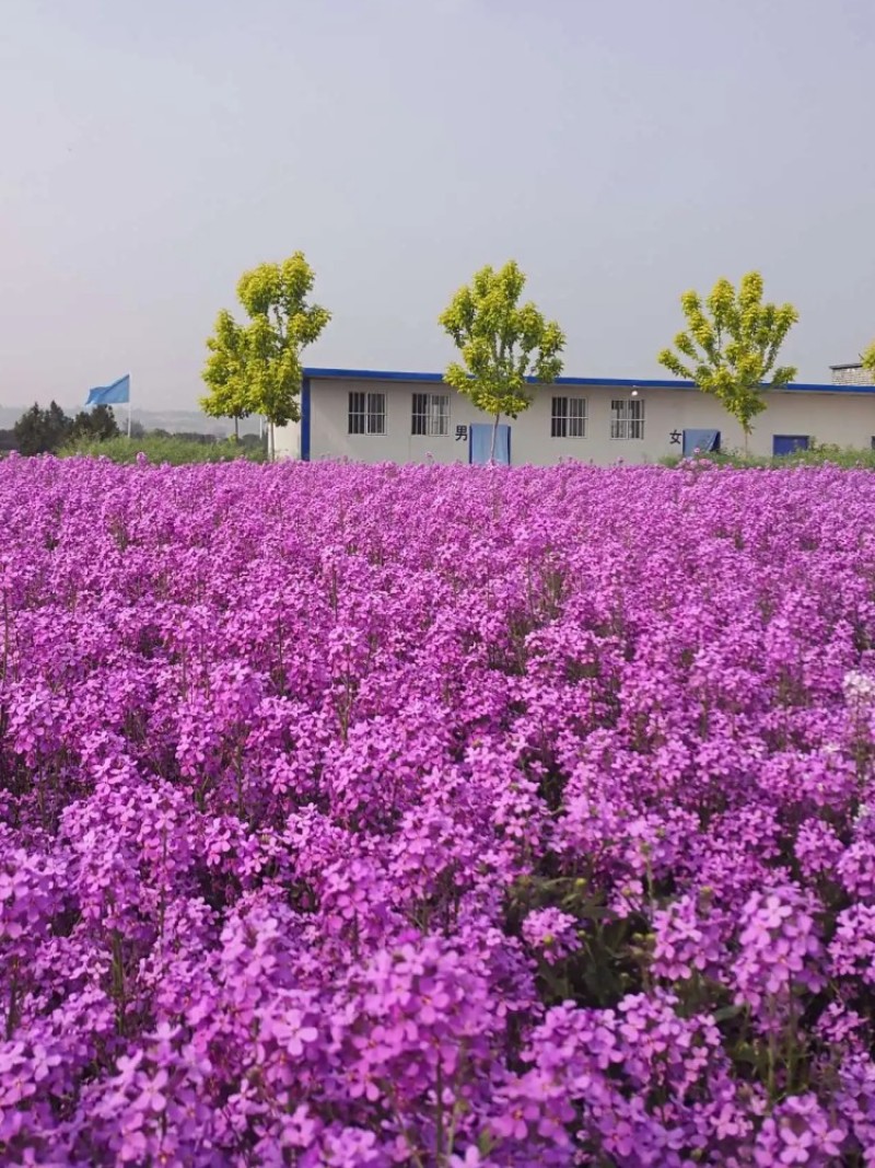 蓝香芥种子多季开花易种活的室内阳台绿植盆栽庭院花卉种子花