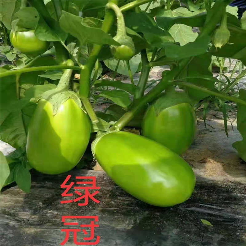 绿罐茄种子中熟高产抗病圆茄子种子杂交一代10克基地