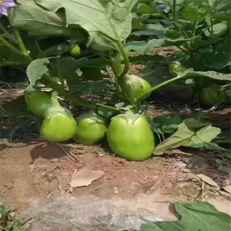 绿罐茄种子中熟高产抗病圆茄子种子杂交一代10克基地