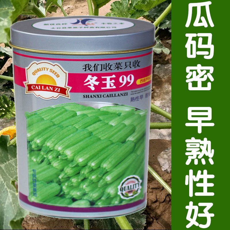 冬玉99西葫芦种子嫩绿西葫芦种子瓜条顺直光泽亮丽抗病