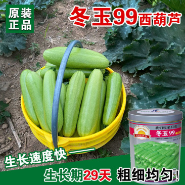 冬玉99西葫芦种子嫩绿西葫芦种子瓜条顺直光泽亮丽抗病