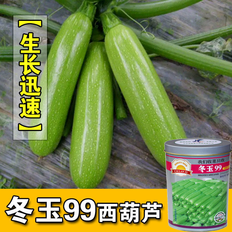 冬玉99西葫芦种子嫩绿西葫芦种子瓜条顺直光泽亮丽抗病