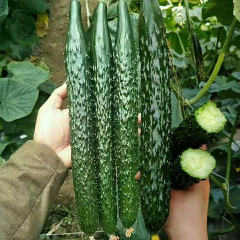 河北精品密刺黄瓜大量上市可视频看货欢迎采购