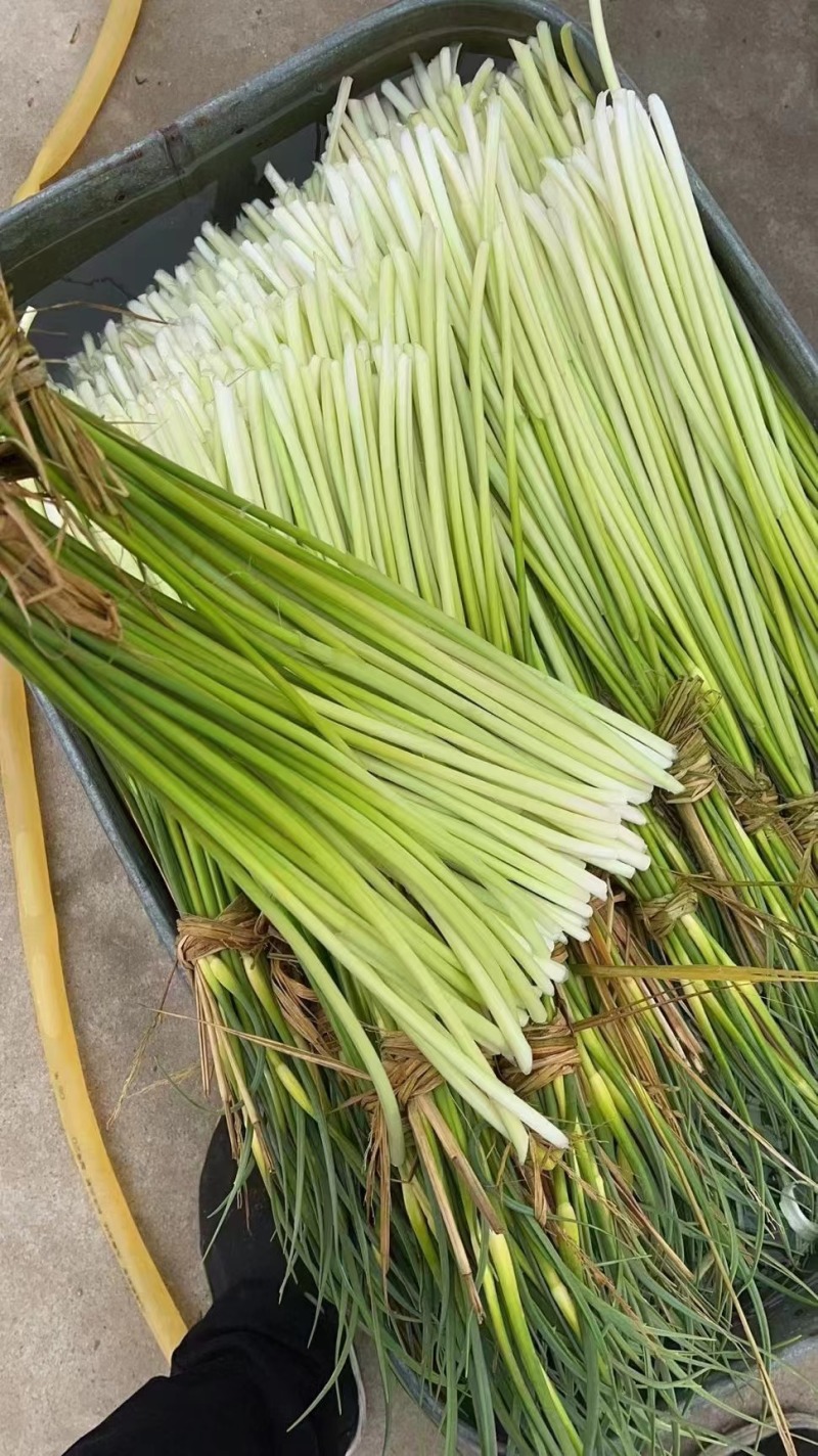 产地直销蒜苔代收代发全国质量好价格低支持电商