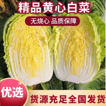 精品山东黄心大白菜，大量上市，脆嫩可口，市场商超食堂均可