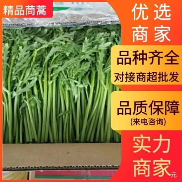 茼蒿江苏茼蒿小叶茼蒿大量上市产地看货验货货真价实