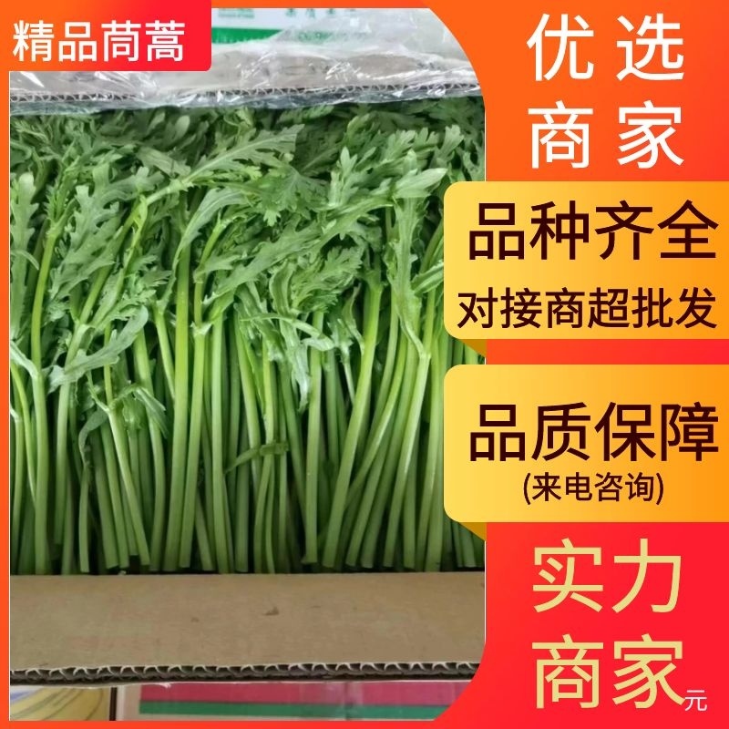 茼蒿江苏茼蒿小叶茼蒿大量上市产地看货验货货真价实