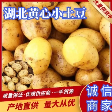 湖北土豆小土豆黄心土豆大量上市对接档口商超欢迎咨询