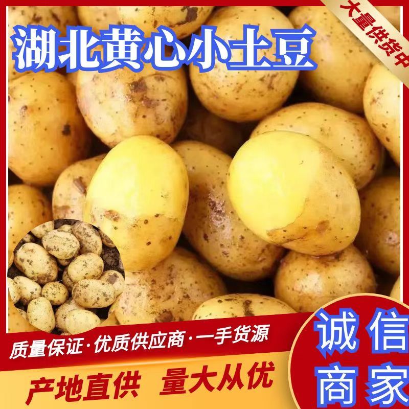 湖北土豆小土豆黄心土豆大量上市对接档口商超欢迎咨询