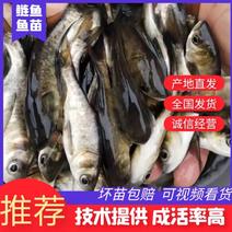 大口鲢鱼苗及成品鱼，淡水养殖，成活率高免费技术全国发货