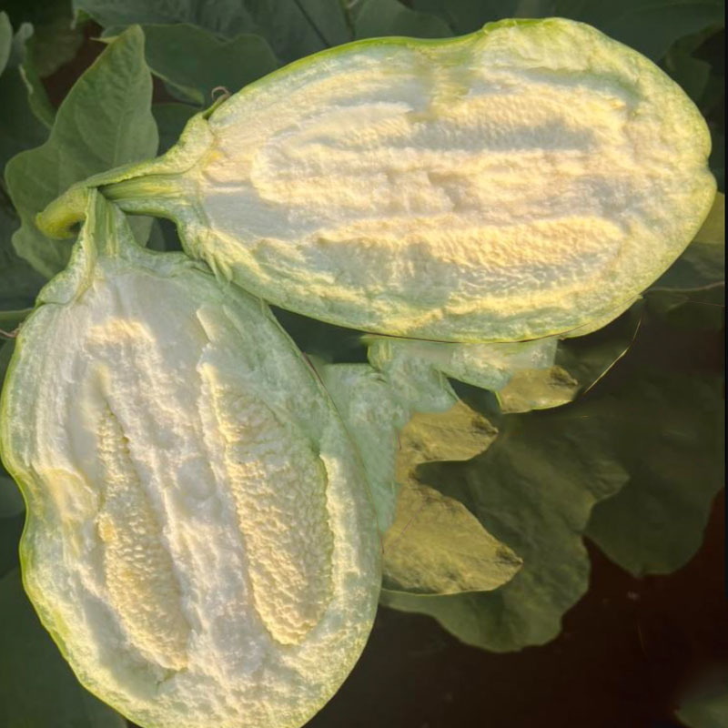 绿长罐茄圆茄种子水果茄子种籽早熟肉厚高产基地种植