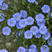 蓝花亚麻种子春秋播耐寒耐旱阳台盆栽花籽庭院景观绿化室外花