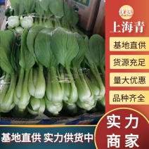 油菜精品上海青宁夏菜小青菜基地直发对接商超市场