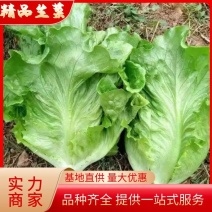 生菜意大利生菜淮安生菜大量供应按需包装品质保障