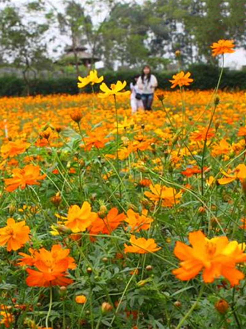 硫华菊花种子四季易活花籽孑四季播种开花庭院室外黄秋英花种