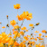 硫华菊花种子四季易活花籽孑四季播种开花庭院室外黄秋英花种