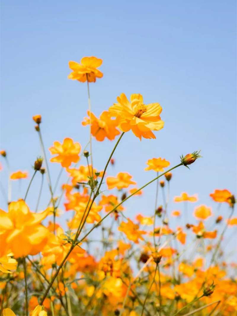 硫华菊花种子四季易活花籽孑四季播种开花庭院室外黄秋英花种