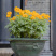 硫华菊花种子四季易活花籽孑四季播种开花庭院室外黄秋英花种