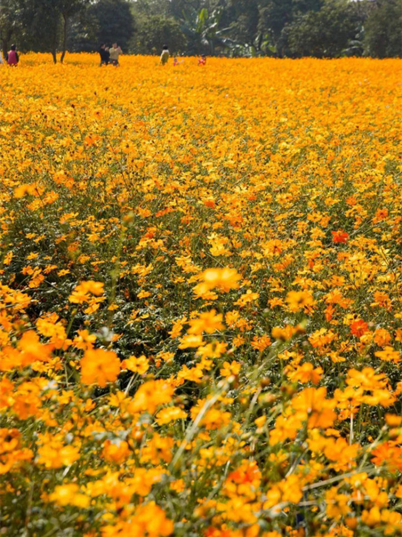 硫华菊花种子四季易活花籽孑四季播种开花庭院室外黄秋英花种
