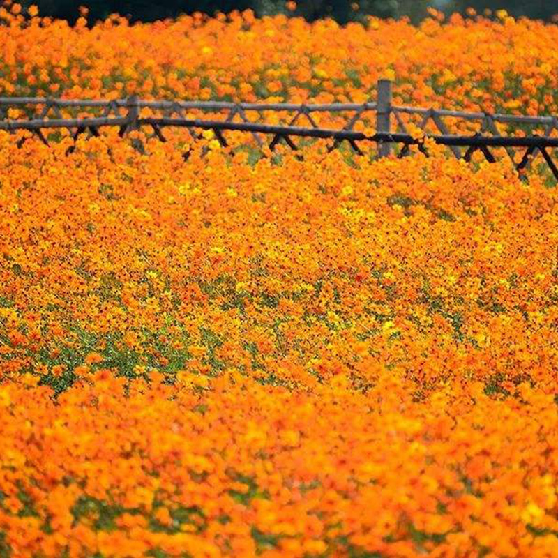 硫华菊花种子四季易活花籽孑四季播种开花庭院室外黄秋英花种