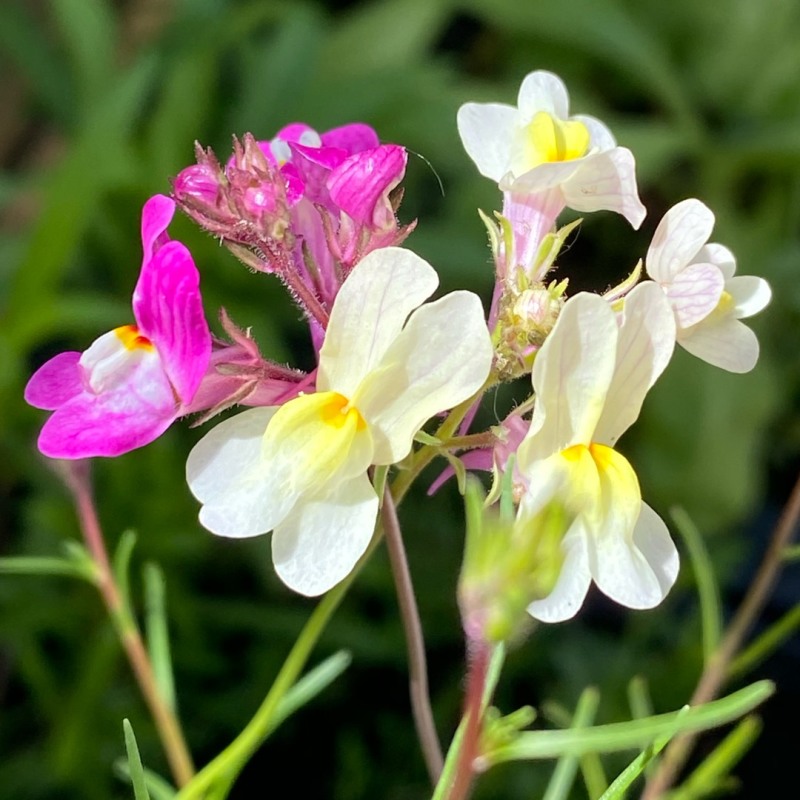 柳穿鱼花种籽多年生四季播种易活小金鱼草耐寒花卉庭院阳台花