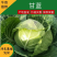 【热卖】河北邯郸甘蓝圆包菜大量上市产地安排发货