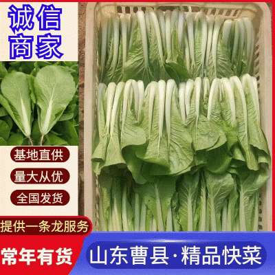 山东快菜菏泽曹县蔬菜基地常年供应，价格美丽可谈，欢迎来电